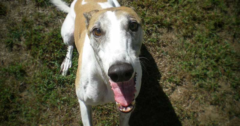 Greyhounds make loyal companions