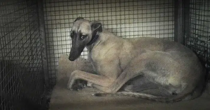 A caged greyhound at the Mardi Gras dog track in West Virginia