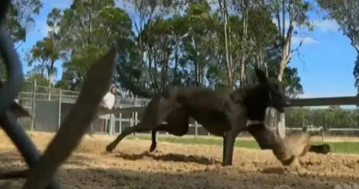 A piglet is a victim of the injumane live lure practice