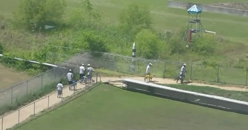 Dogs are led out at Birmingham Race Course