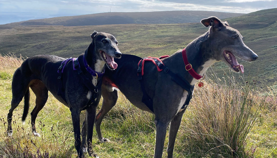 Sasha and Bertie