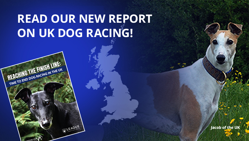Read our new report on UK dog racing!