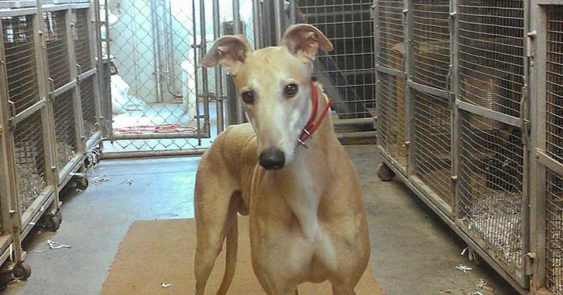 A greyhound at a breeding farm in the United States