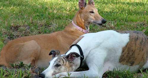 Bandit and Sweetie Pie