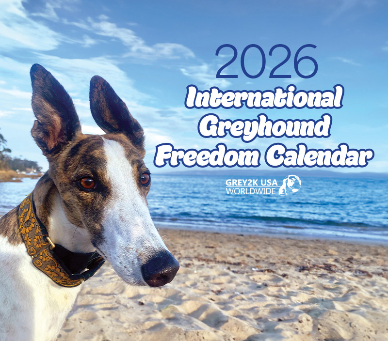 Pre-order the 2026 International Greyhound Freedom Calendar