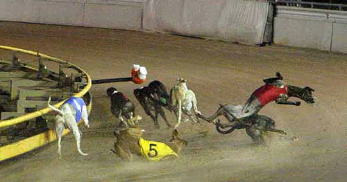 Injuries & Deaths - dogs collide on a track