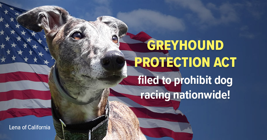 Greyhound Protection Act will prohibit dog racing nationwide