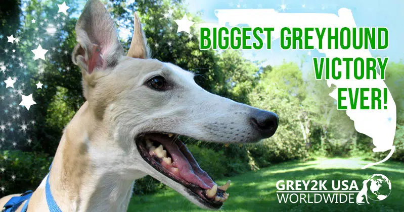 BIGGEST GREYHOUND VICTORY EVER!