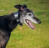 Saved by Great Hounds in Need