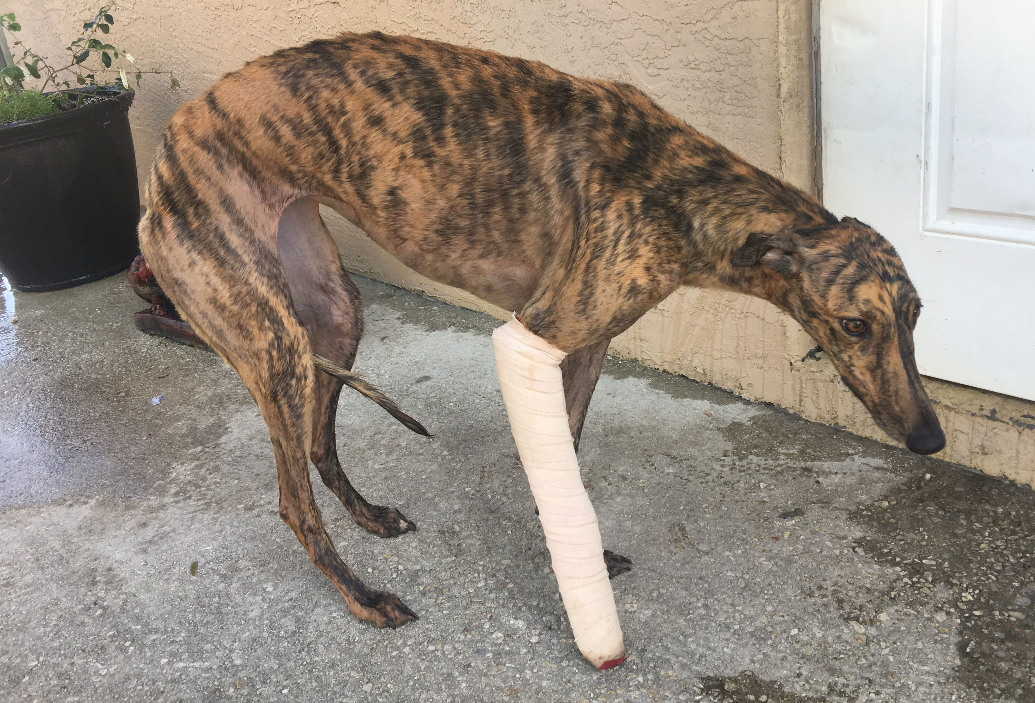 An injured greyhound