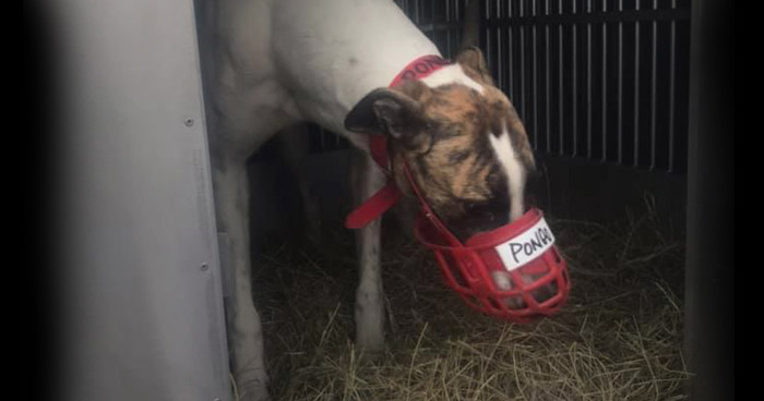 A muzzled greyhound is transported