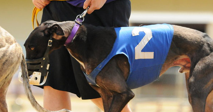 A muzzled greyhound is transported in Arkansas