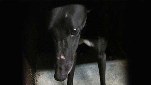 Stop drugging and racing greyhounds