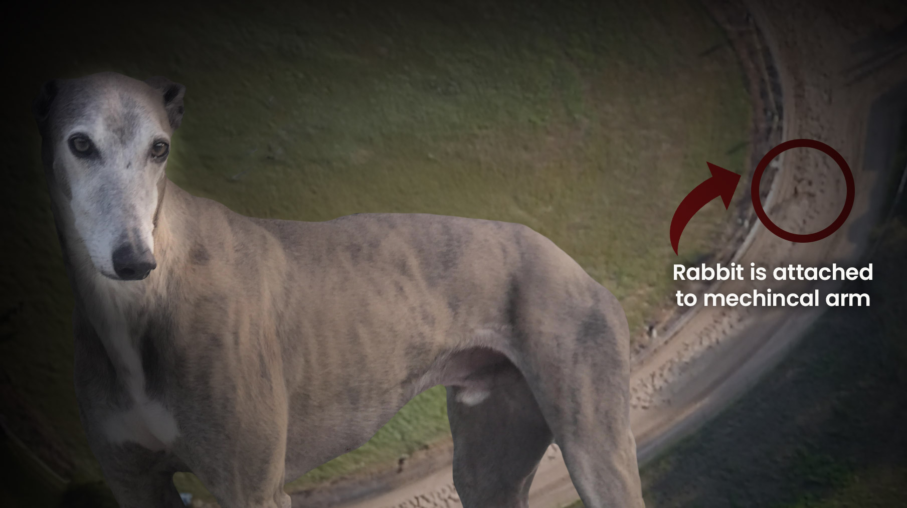 End greyhound racing worldwide