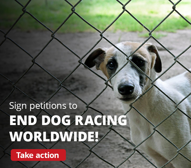 Sign petitions to end dog racing worldwide!