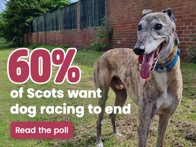 '75% of Scots do not think greyhound racing is important to the economy' - Learn More