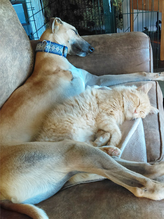 Emma the greyhound and Pumpkin