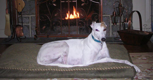 Lulu the greyhound