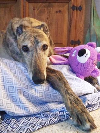 Spencer the greyhound