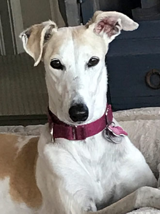 Suzie Q the greyhound