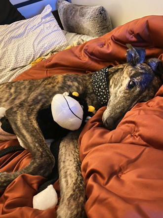 Rhea the greyhound