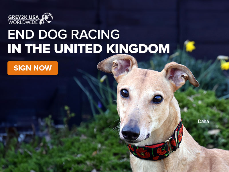 End dog racing in the United Kingdom - Sign Now