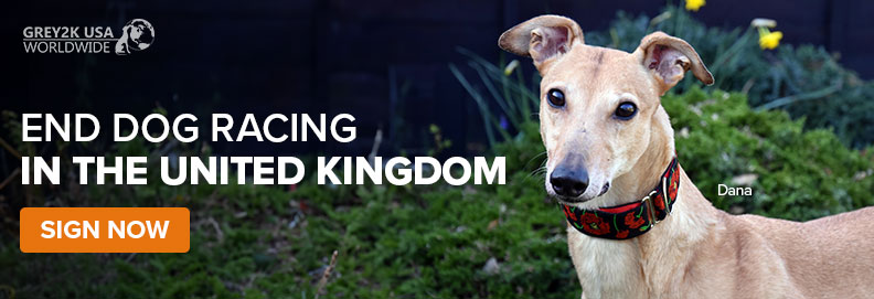 End dog racing in the United Kingdom - Sign Now