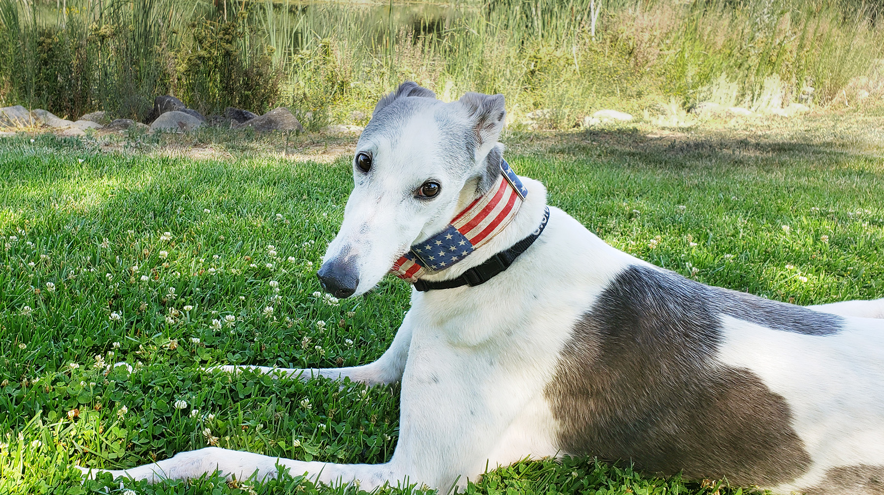 Urge your Representative to co-sponsor the US Greyhound Protection Act