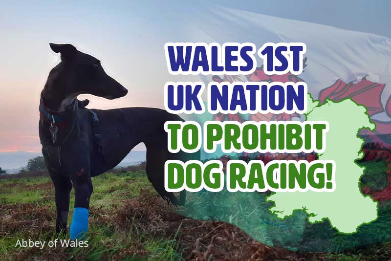 Wales Says No to Dog Racing!
