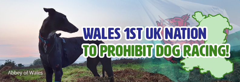 Wales Says No to Dog Racing!