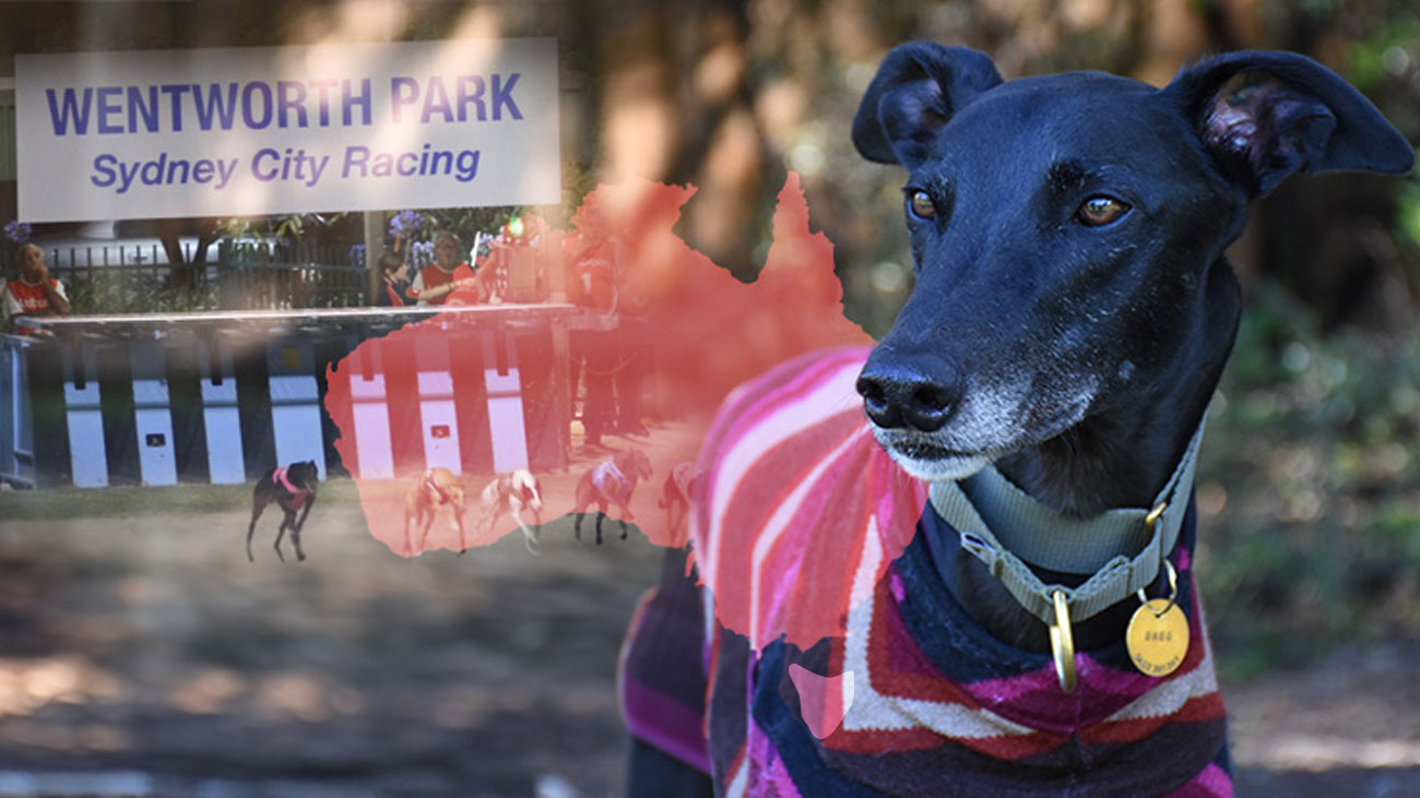 End the killing of dogs Down Under