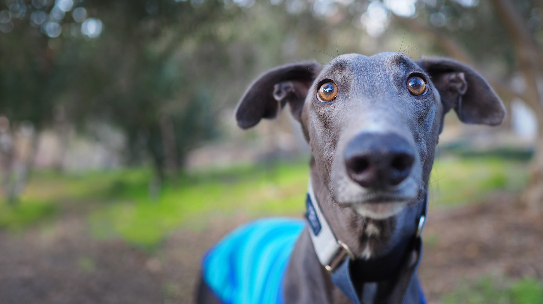 End greyhound racing in WA